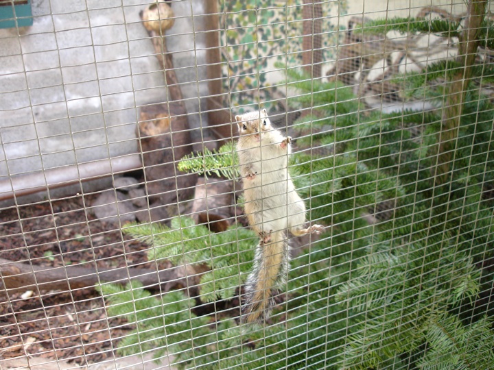 Animals and waterfalls Stravaiging around Scotland